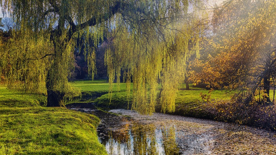 Wind in the willows